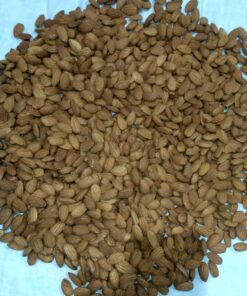 Kashmiri Almond Kernels (Badam Giri) 1 Kg - Image 6