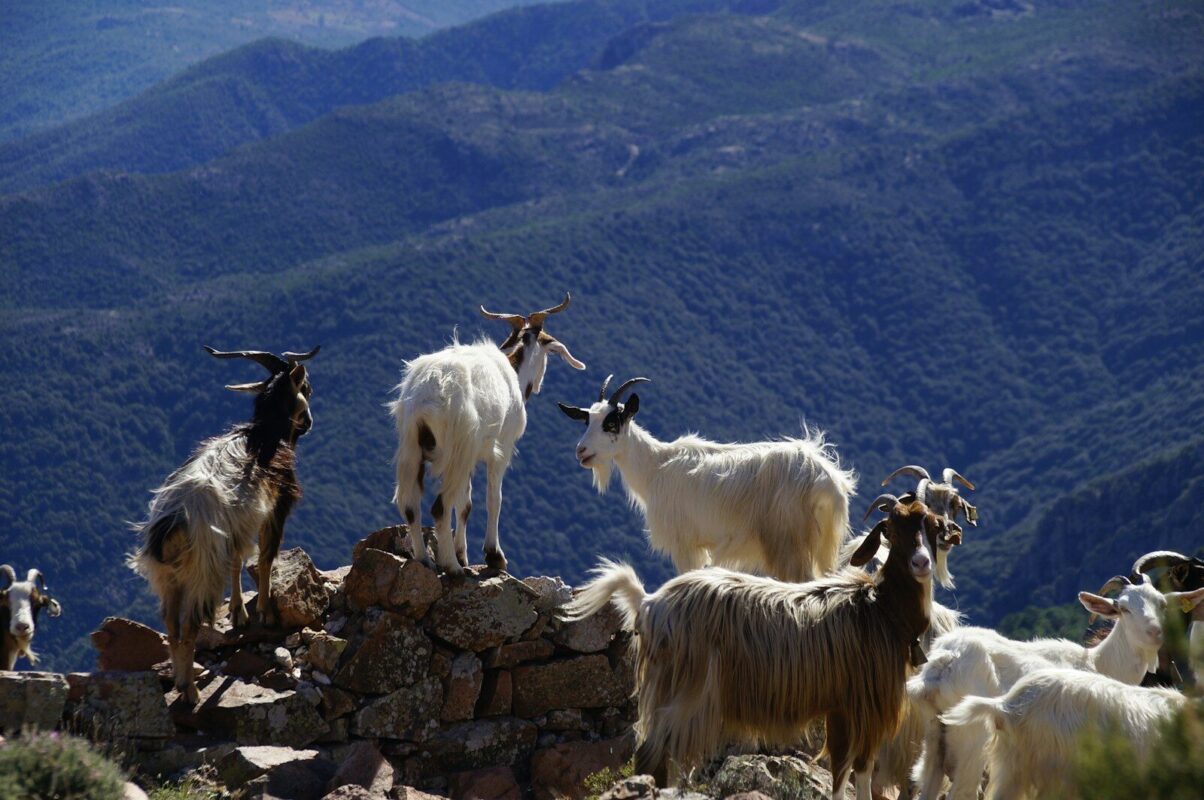Capra hircus goat